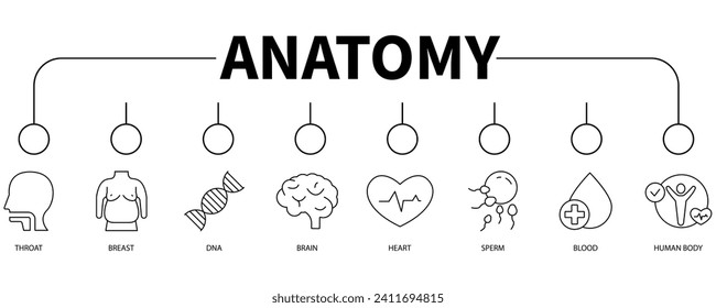 Anatomie-Banner-Web-Icon Vektorgrafik-Konzept
