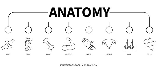 Anatomía banner icono web concepto de ilustración vectorial