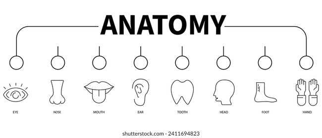 Anatomía banner icono web concepto de ilustración vectorial