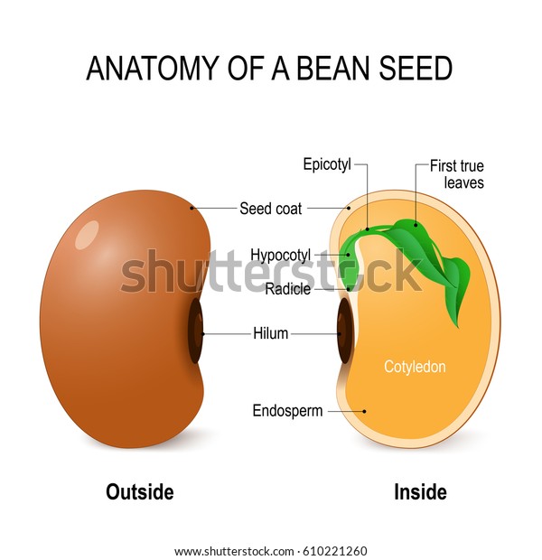 Anatomy of a bean seed. vector diagram. Outside and\
inside of the seed