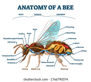 Anatomy of bee with inner organs educational scheme vector illustration. Inside structure with labeled biological titles. Insect examination for zoology handout with head, thorax and abdomen division.
