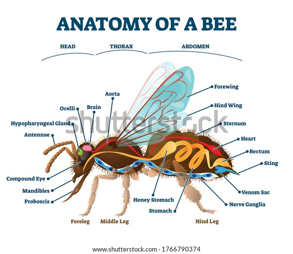 ミツバチの内臓の解剖学的教育スキームベクターイラスト 内部構造に生物学的タイトルのラベルが付いている 頭部胸部腹部分を持つ動物学用ハンドアウト昆虫検査 のベクター画像素材 ロイヤリティフリー