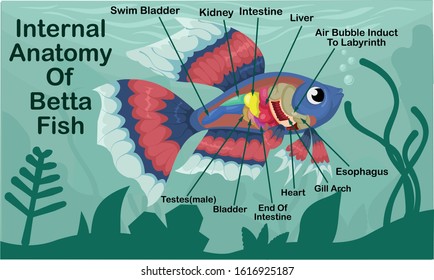 Anatomy Of Betta Fish Cartoon Design Vector Illustration