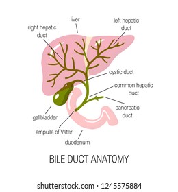 Anatomy of a bile duct. Vector illustration in flat style for medical articles, infographics or educational textbooks