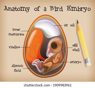 Anatomy Of A Bird Embryo Illustration