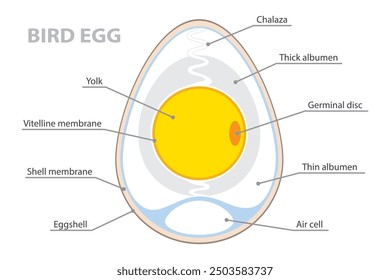 Anatomy of a birds egg. Labeled egg structure. Biological diagram with chalaza, yolk, eggshell and albumen location. Vector poster on white background.