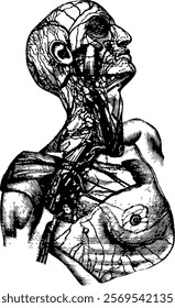 Anatomy of the body, vector illustration in engraving style.