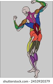 Anatomy bodybuilding back view. The human is posing as a bodybuilder, each muscles are painted in different color so it is a good picture to learn or to show each of them