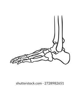 Anatomy of bone ankle toe talus, concept Vector  illustration of anatomy isolated on white background