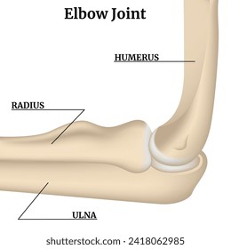 Anatomy of the bones of the arm and elbow joint. Mesh rendering. Medical poster. Vector illustration