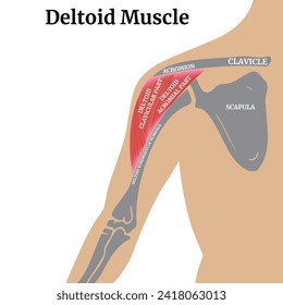 Anatomy of the bones of the arm and shoulder blade. Location of the deltoid muscles. Medical poster. Vector illustration