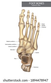 Anatomy Bones Feet Orthotics Foot Superior Stock Vector (Royalty Free ...