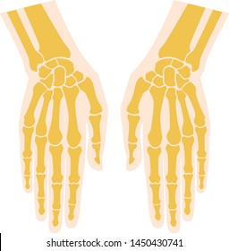 Anatomy Bones hand. Palm and fingers with nails. Vector image on white background.