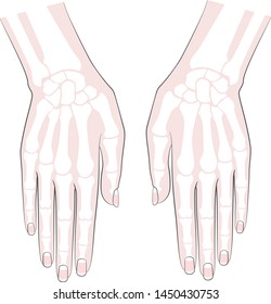 Anatomy Bones hand. Palm and fingers with nails. Vector image on white background.