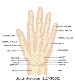 Anatomy of the bones of the hand and wrist vector image on a white background