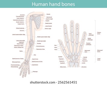 Anatomy of the bones of the hand and wrist. Vector medical illustration