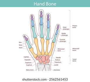 Anatomy of the bones of the hand and wrist. Vector medical illustration