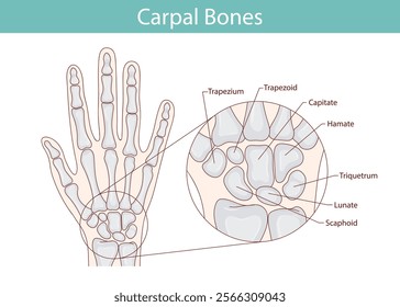 Anatomy of the bones of the hand and wrist. Vector medical illustration