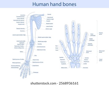 Anatomy of the bones of the hand and wrist. Vector medical illustration