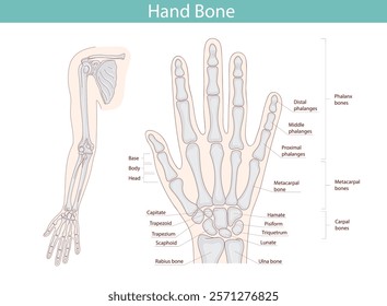 Anatomy of the bones of the hand and wrist. Vector medical illustration