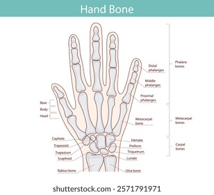 Anatomy of the bones of the hand and wrist. Vector medical illustration