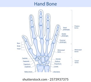 Anatomy of the bones of the hand and wrist. Vector medical illustration