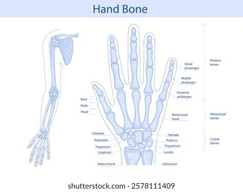 Anatomy of the bones of the hand and wrist. Vector medical illustration