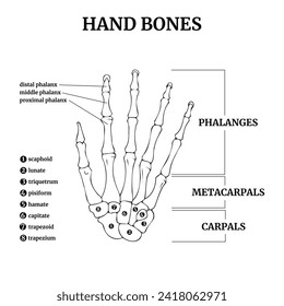 Anatomy of the bones of the human hand with a description. Minimal sketch with black lines. Medical poster. Vector illustration.