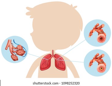Anatomy of a Boy Lung illustration