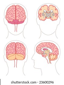 Anatomía - Cerebro 1