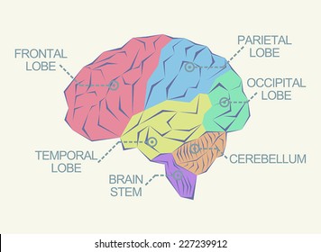 Anatomy of the brain as abstract illustration