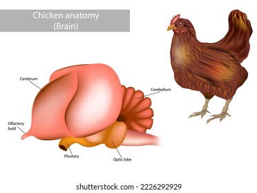 Anatomy brain of the chicken. Side view of the brain of the chicken. Poultry realistic vector