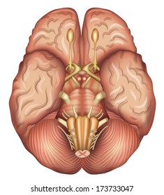 Anatomy of the brain. Detailed illustration of brain base. Isolated on a white background.