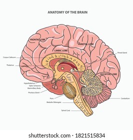 Human Brain Detailed Anatomy Different Views Stock Vector (Royalty Free ...