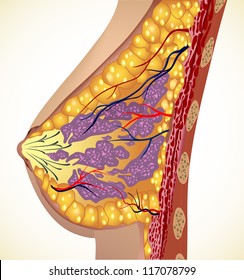 Anatomy of the breast. Vector illustration
