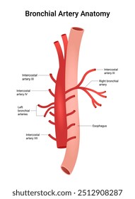 Anatomia das artérias brônquicas