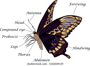 2,297 Butterfly anatomy Images, Stock Photos & Vectors | Shutterstock