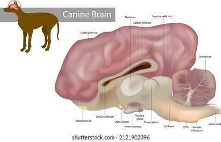 Anatomy of the canine brain. Dog Veterinary Illustration