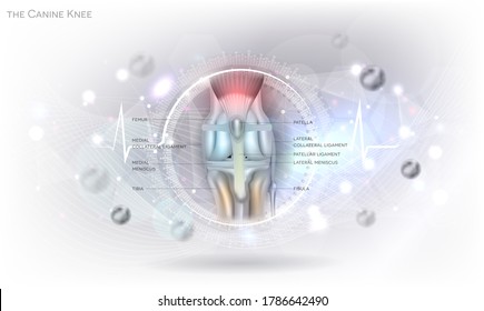 Anatomy of the canine (dog's) knee joint.  Colorful design on an abstract glowing light grey scientific background.