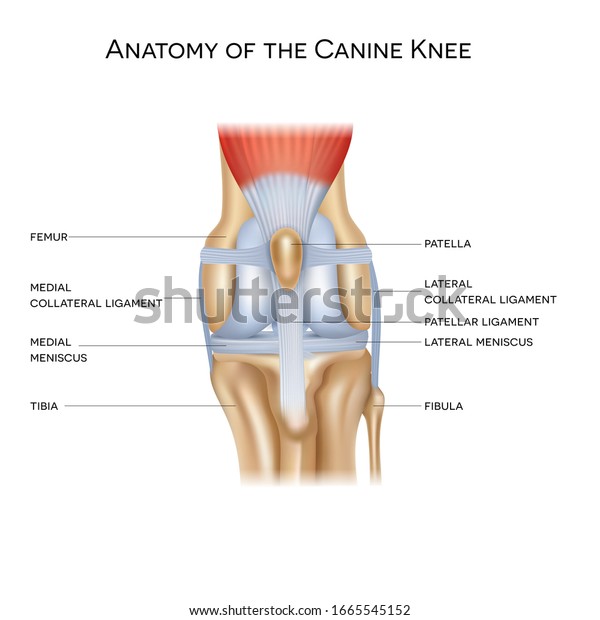 Anatomy of the canine (dog\'s)\
knee joint colorful design, healthy joint info poster\
illustration.