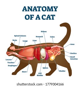 Anatomy of cat with inside structure and organs scheme vector illustration. Educational veterinary and zoology study with inner system titles and location. Kitten colon, stomach, liver and spleen.