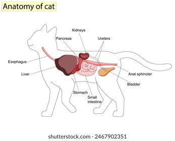 Anatomy of cat with inside structure and organs scheme vector illustration.