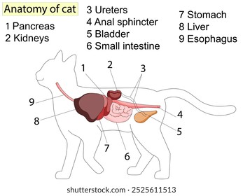 Anatomy of cat with inside structure and organs scheme vector illustration.