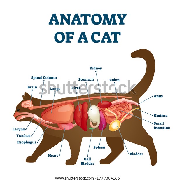 Anatomy of cat with inside structure and organs\
scheme vector illustration. Educational veterinary and zoology\
study with inner system titles and location. Kitten colon, stomach,\
liver and spleen.
