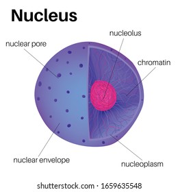 Anatomy of The Cell Nucleus  