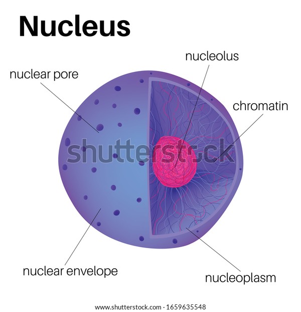 Anatomy of The Cell Nucleus \
