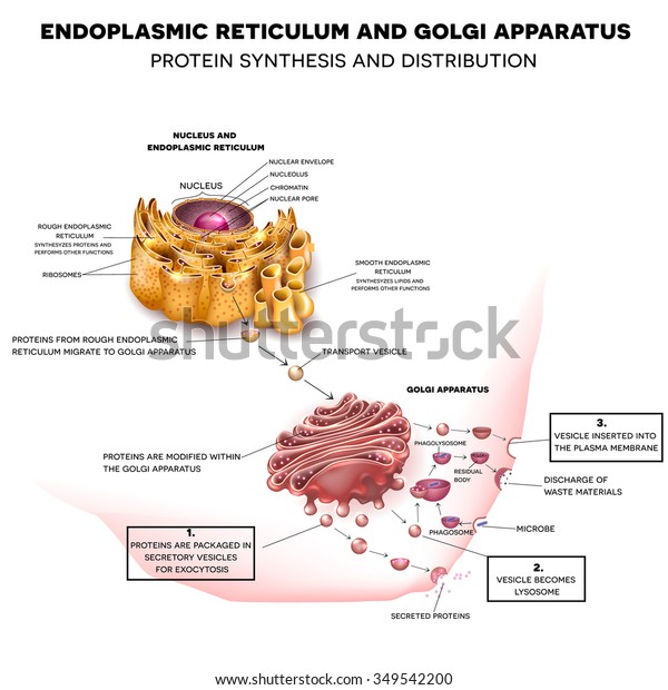 Anatomy of the Cell Nucleus, Endoplasmic\
reticulum and Golgi Apparatus. Protein synthesis and distribution\
detailed drawing.