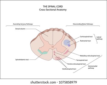 Anatomy of the Central nervous system.  Cross-Sectional Anatomy. spinal cord. ascending sensory pathways. somatic sensory system, control of movement,   