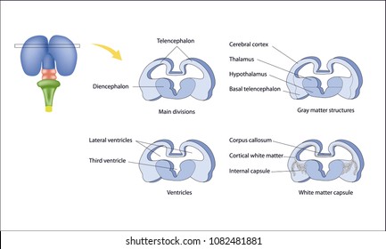 Anatomy Of The Central Nervous System. 
Formation Of The Human Brain. Structural Features Of The Forebrain. 
Differentiation Of The Telencephalon.