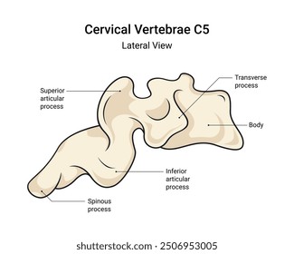 Anatomy of Cervical Vertebrae C5 Lateral View